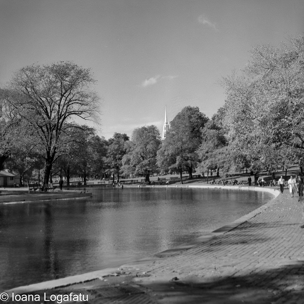 Tranquil park reflections under blue skies