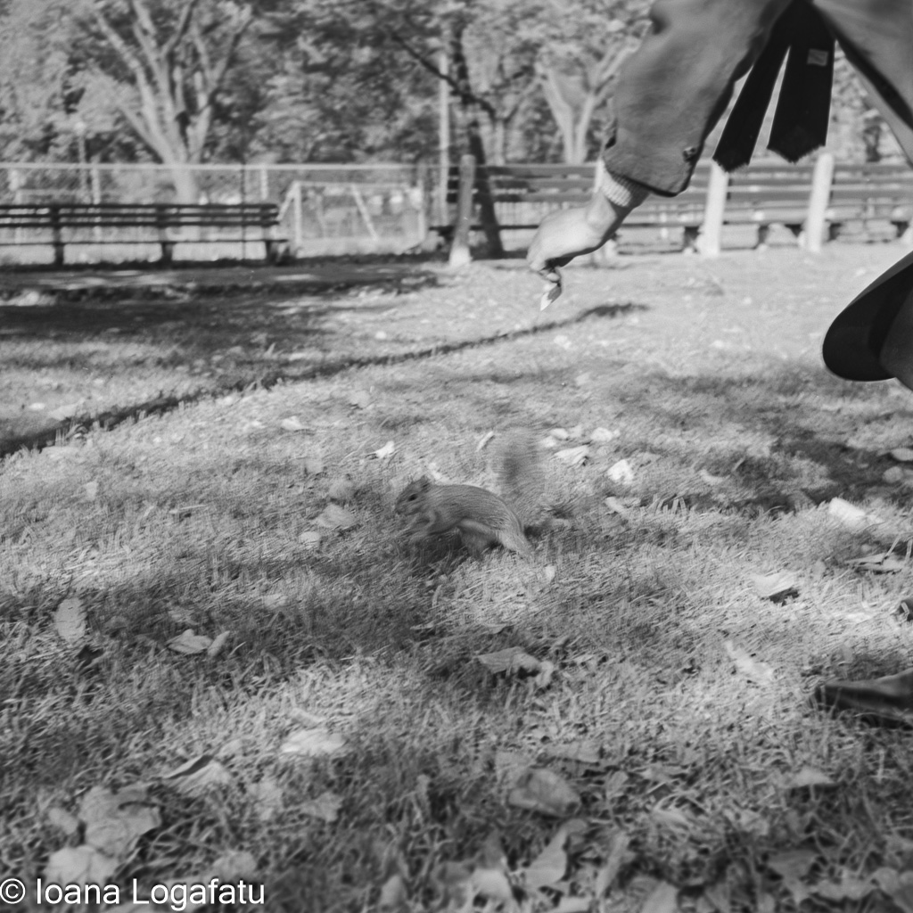 Squirrel scurrying through the autumn leaves