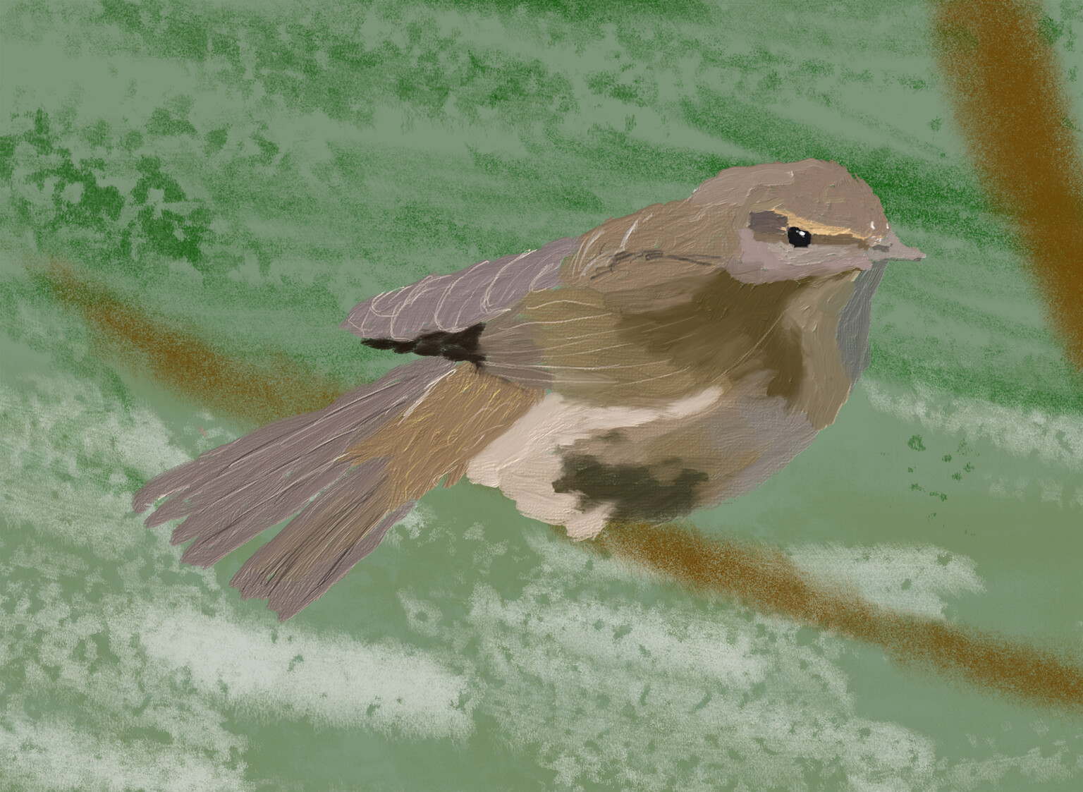 Chiffchaff
