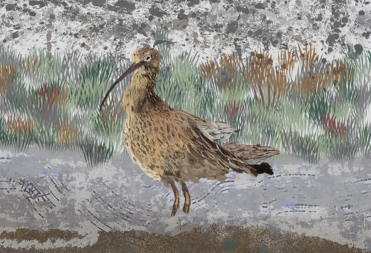 Curlew