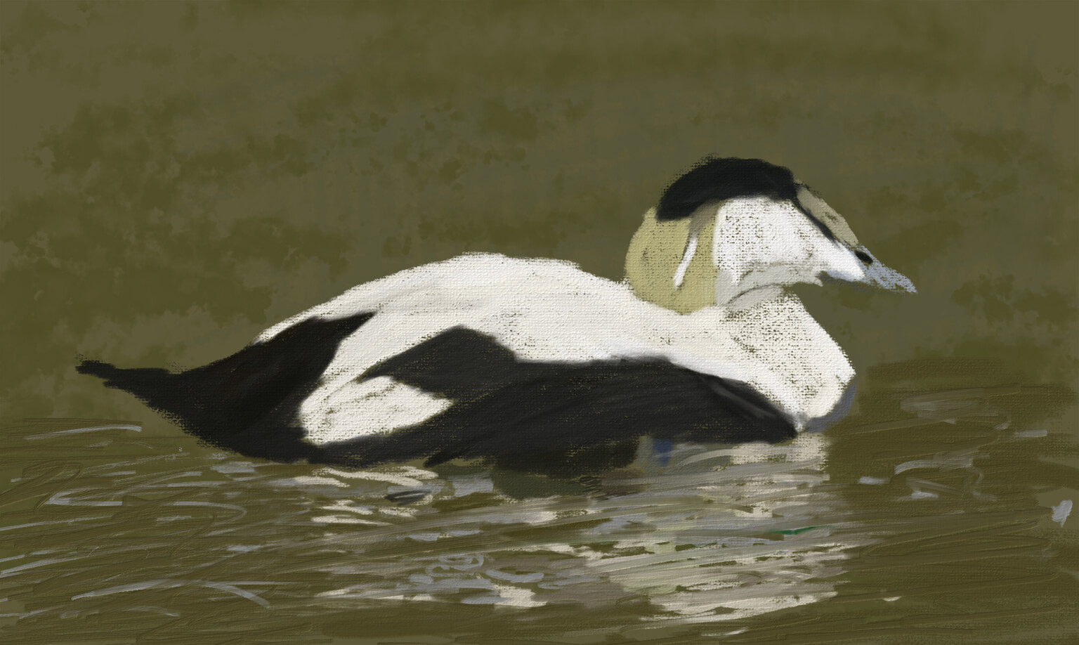 Eider