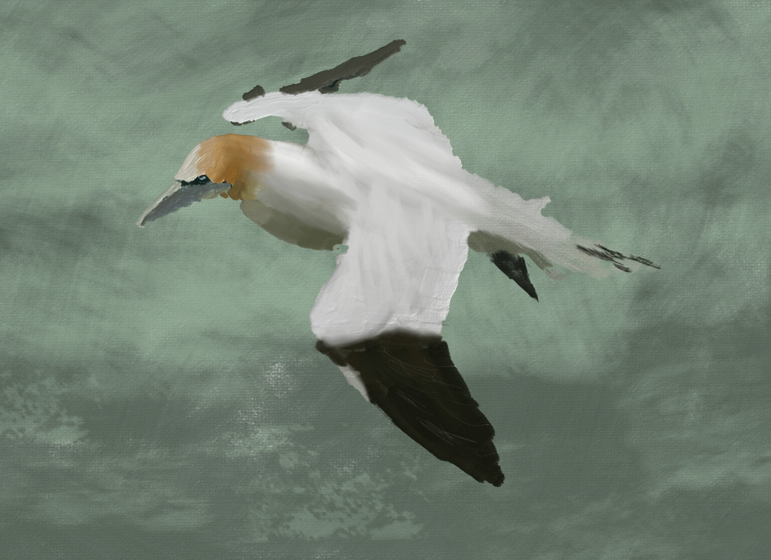 Gannet