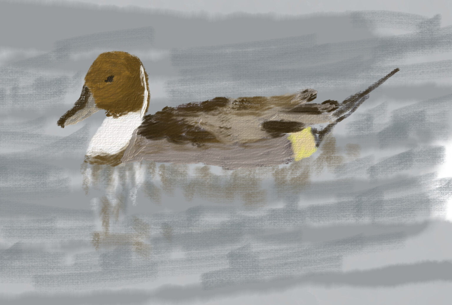 Pintail