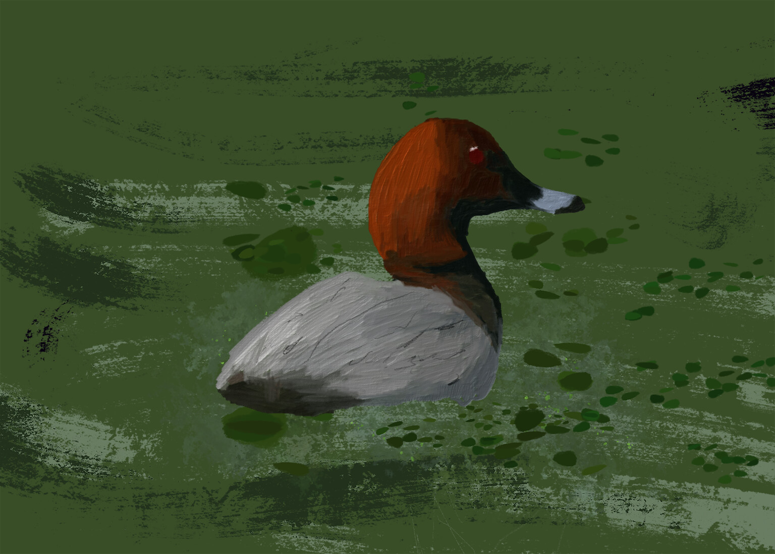 Pochard