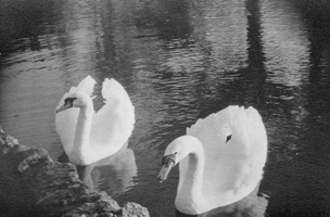 Swans gliding gracefully on the calm water