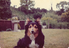 Dog resting in a garden during a sunny day