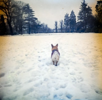 Corgi enjoys a snowy stroll in the park