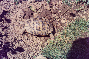 Tortoise exploring garden soil in sunny weather