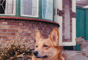 Corgi relaxing in garden near charming brick house