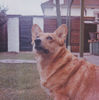 Corgi enjoying a sunny day in the backyard