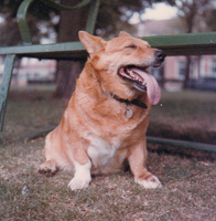 Happy corgi enjoying a sunny day in the park