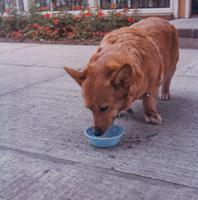 Corgi enjoying water on a sunny day