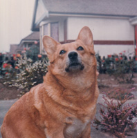 Corgi enjoying a peaceful moment in the garden
