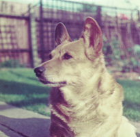 Corgi resting in the garden on a sunny day