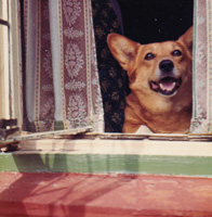 Happy corgi looking out the window on a sunny day