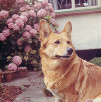 Dog surrounded by blooming flowers in a garden