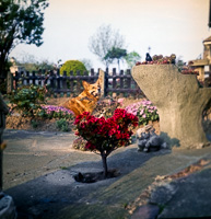 Beautiful garden with a dog enjoying nature