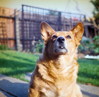 Curious dog enjoying a sunny day in the yard