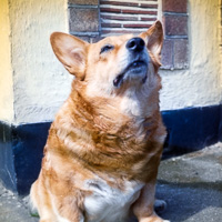 Corgi relaxing by a wall on a sunny day in town