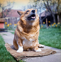 Corgi relaxing in sunny garden during springtime