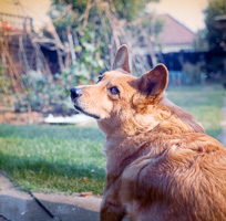 Corgi relaxing in a sunny backyard garden