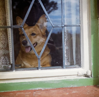 Dog looking out the window on a sunny day