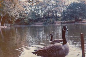Geese swimming in tranquil park lake at dusk
