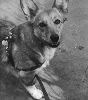Corgi enjoys a walk in the park during spring