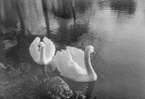 Swans swimming peacefully in a tranquil lake