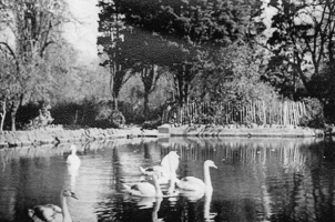 Swans glide peacefully on a tranquil pond