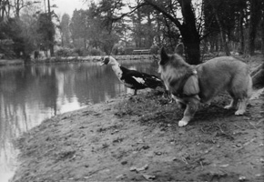 Corgi and duck by a tranquil pond