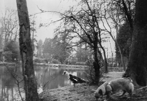 Dog and duck by the serene lake in the park