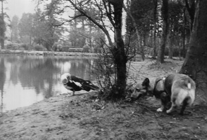 Dog and bird encounter by the water in nature
