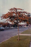 Tree with vibrant autumn leaves lining the street