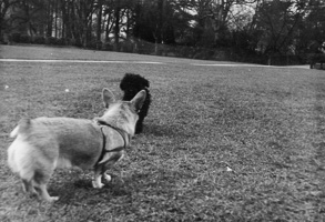 Dogs meeting in a park on a sunny day