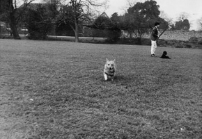 Dog runs joyfully in a park with its owner