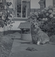 Corgi sitting near a dog house in a garden