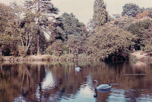 Swans gliding on tranquil lake in autumn landscape