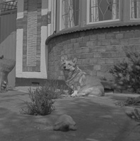 Dog relaxing in front of a brick house