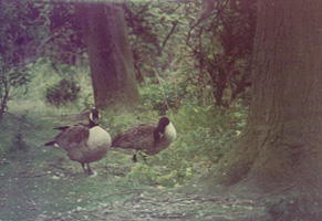 Geese walking along a forest path in autumn