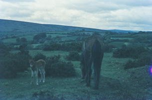 Horses grazing in a lush green landscape
