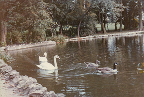 Swans and ducks swimming peacefully in a park pond