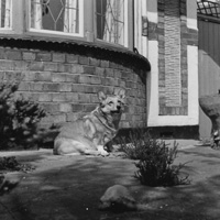 Corgi relaxing by the house on a sunny day