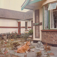 Corgi relaxing in a charming garden setting