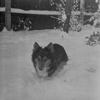 Dog playing in deep snow during winter