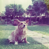 Corgi resting in a sunny backyard garden