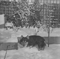 Dog resting in snowy garden during winter season