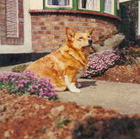 Corgi relaxing in a garden with colorful flowers