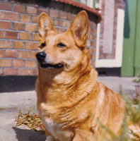 Corgi sitting outdoors on a sunny day