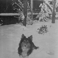 Snowy winter day with a dog in the yard